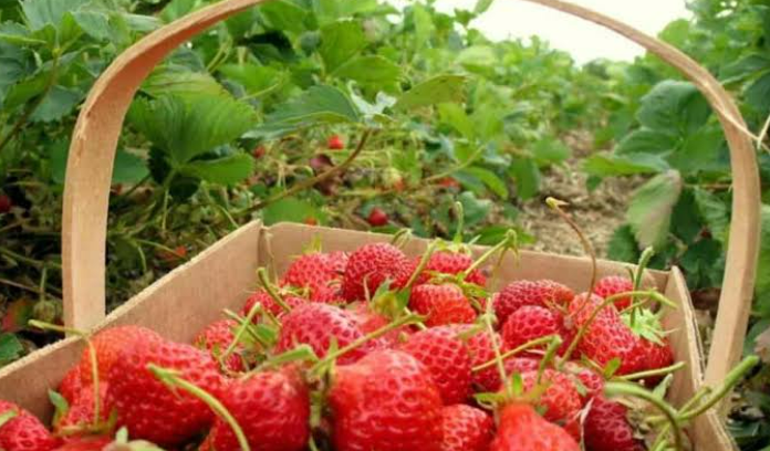 Kebun Strawberry